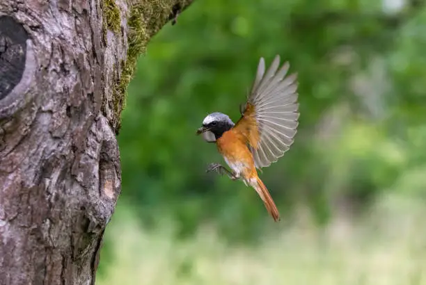 Male common redstart (Phoenicurus phoenicurus) flying with prey to a tree hole for feeding the nestlings.