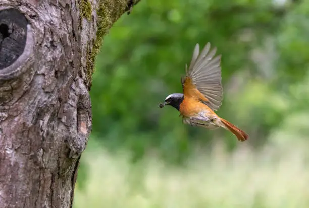 Male common redstart (Phoenicurus phoenicurus) flying with prey to a tree hole for feeding the nestlings.