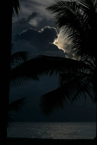 istock A look at the sky between the leaves of the palm tree 1248996191
