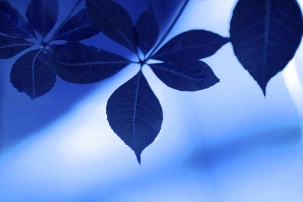 The sun's rays pass through the blue leaves. Summer background.