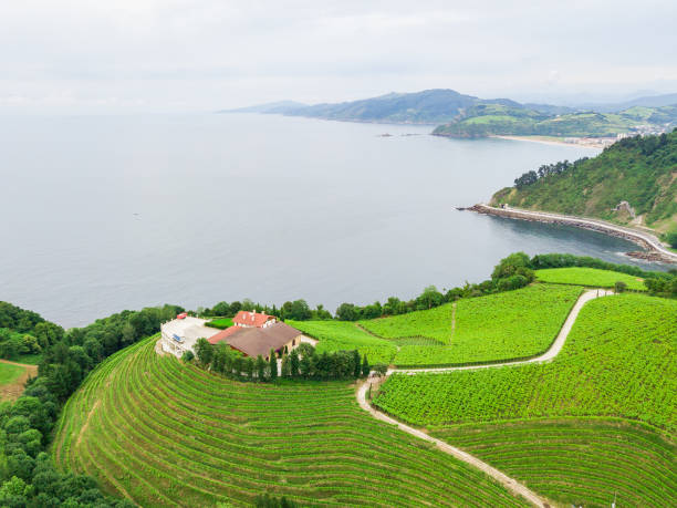 beautiful scene of grapevine field at basque country coast rolling vineyard landscape at getaria town, located at Basque Country, Spain getaria stock pictures, royalty-free photos & images