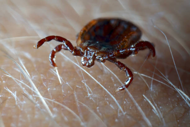 Macro close up of crawling parasitic Dermacentor reticulatus crawling on human skin. Also known as the ornate cow tick, ornate dog tick, meadow tick, and marsh tick. stock photo