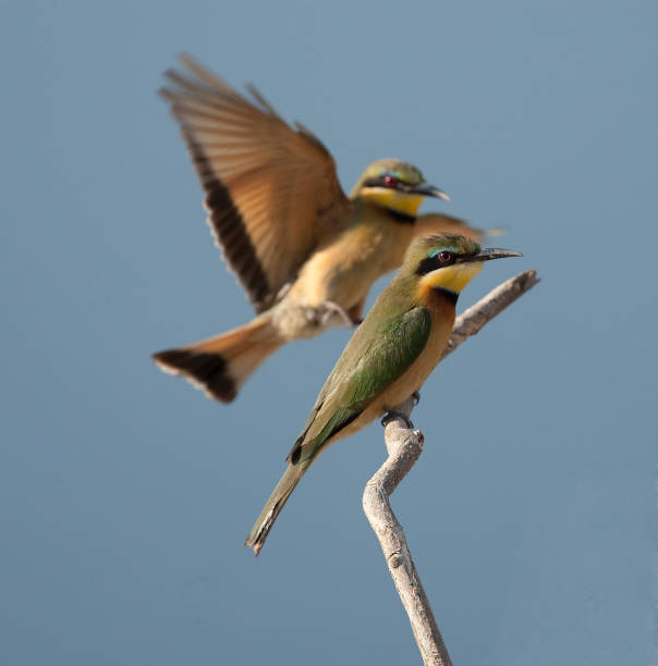 istock a pair of little bee-eaters (Merops pusillus) 1248998972