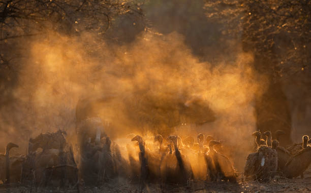 white backed vultures (gyps africanus) on a kill, backlit at dawn with a buffalo half hidden in the dust.