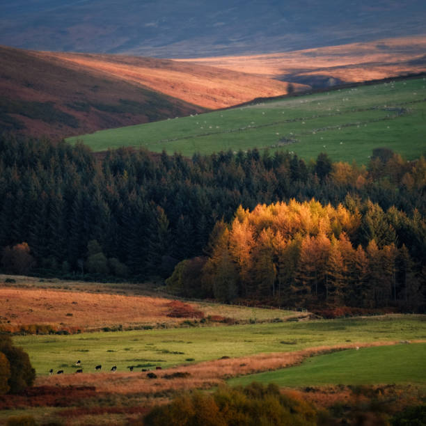 istock Wicklow mountains autumn scene 1248999277