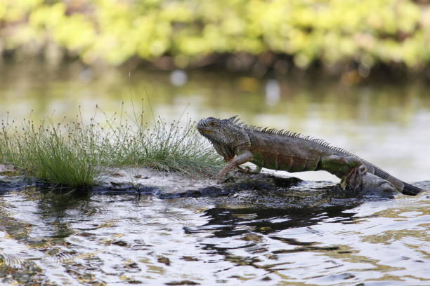 istock wildlife in tropical climate zone 1249000243