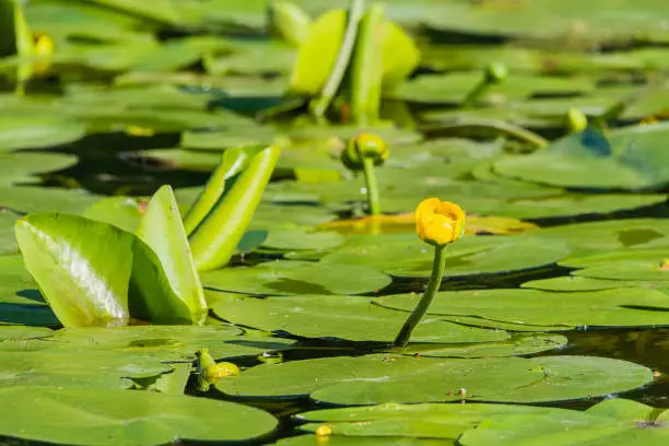 Yellow water-lily, flower closeup on a background of green leaves. Yellow water-lily leaves and flowers in a pond. Nuphar lutea or brandy-bottle, nymphaeaceae.
