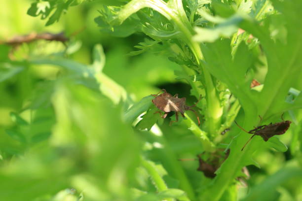 error de muelle (coreus marginatus) en una hoja - protection animal autumn close to fotografías e imágenes de stock