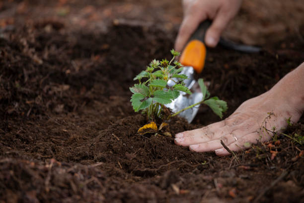 istock planting in the yard 1249000454
