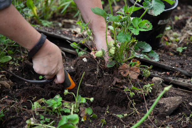 istock planting in the yard 1249000484