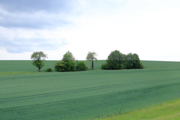 istock Minimalist garden landscape with trees, bushes and different plants on a cloudy day 1249001045