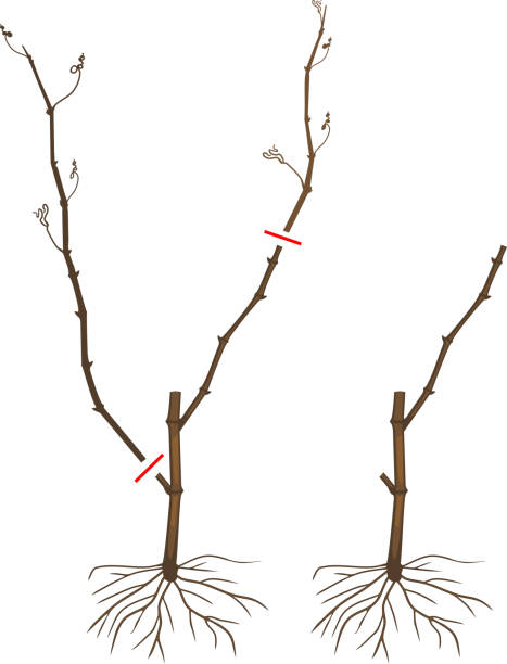 Scheme for pruning grape cuttings at the end of the first year of vegetation Scheme for pruning grape cuttings at the end of the first year of vegetation grape pruning stock illustrations