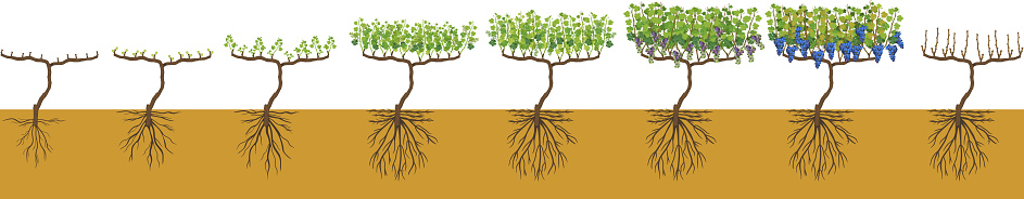 Define Grapevine Annual Growth Life Cycle Of Grapevine Isolated On White Background ...