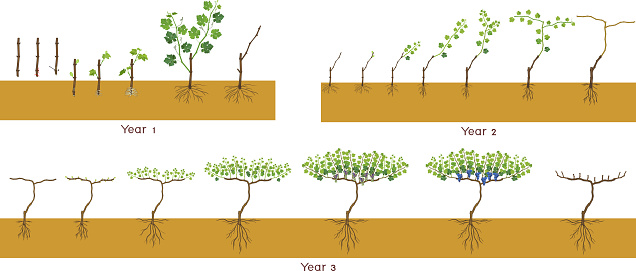 Define Grapevine Life Cycle Of Grapevine Isolated On White Background Three Year ...