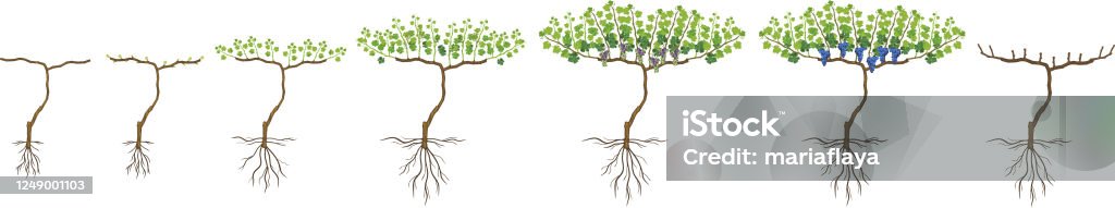 Define Grapevine Annual Growth Life Cycle Of Grapevine Isolated On White Background ...
