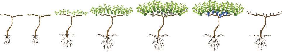 Define Grapevine Annual Growth Life Cycle Of Grapevine Isolated On White Background ...