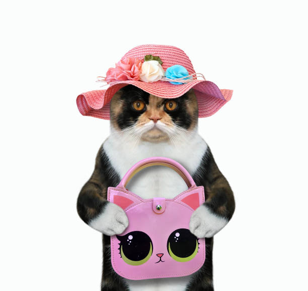 The multi colored cat in a straw hat is holding a pink handbag. White background. Isolated.