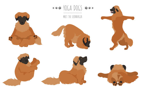 illustrations, cliparts, dessins animés et icônes de yoga dogs poses and exercises poster design. leonberger clipart - leonberger