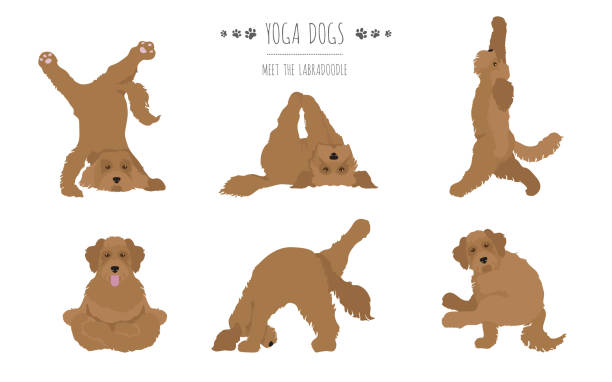 Yoga dogs poses and exercises poster design. Labradoodle clipart Yoga dogs poses and exercises poster design. Labradoodle clipart. Vector illustration labradoodle stock illustrations