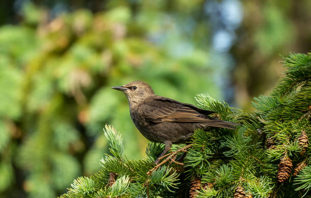 istock Young  European starling sitting on te spruce. 1249002713