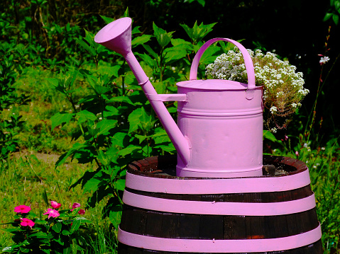 dark brown wooden barrel with bright pink painted metal straps in spring garden with pink watering can. ornate items. rubber boot flower pots with pink dots. red flowers. blurred green background.