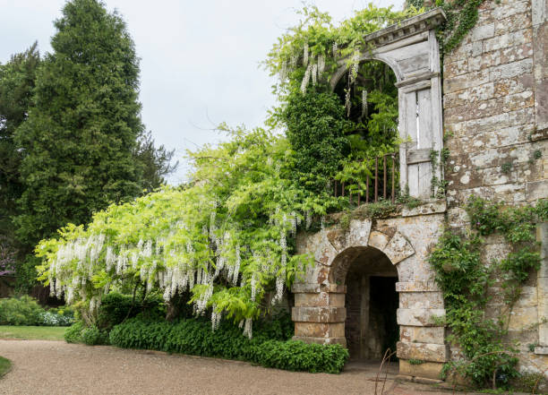 white wisteria en full bloom - scotney castle fotografías e imágenes de stock