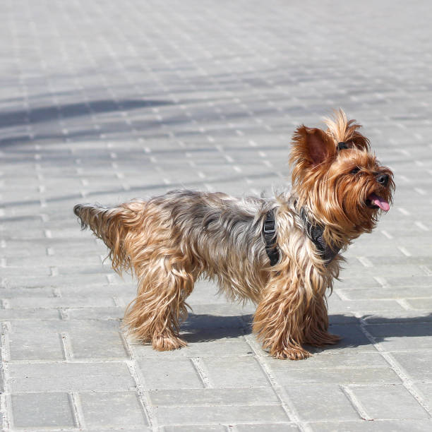 istock Long-haired Yorkshire Terrier with a protruding tongue stands on a paving 1249005207