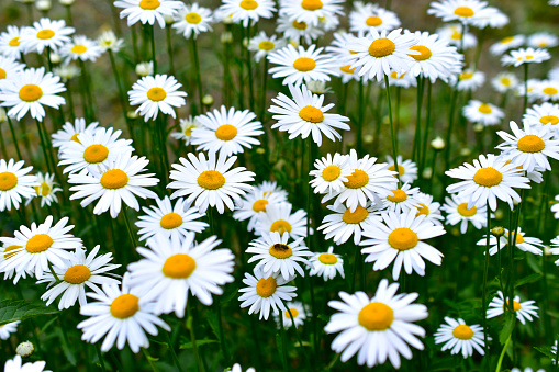 Beautiful white daisies in the field and individual flowers