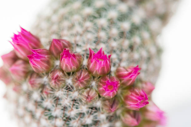ornamental pink Cactus  Flower