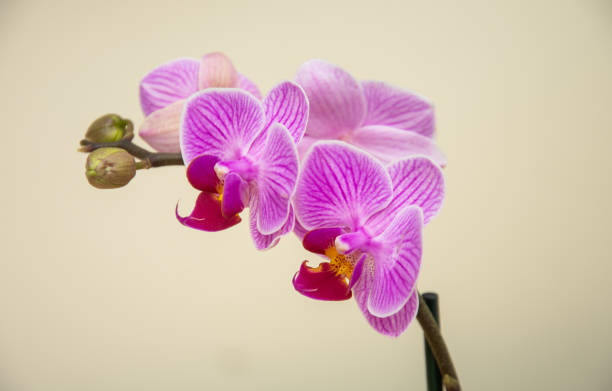 istock Pink stripy phalaenopsis orchid , 1249005817