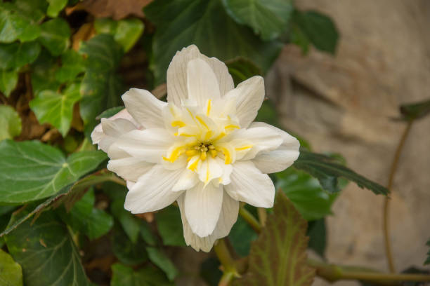 istock white  flower in the  garden 1249007124