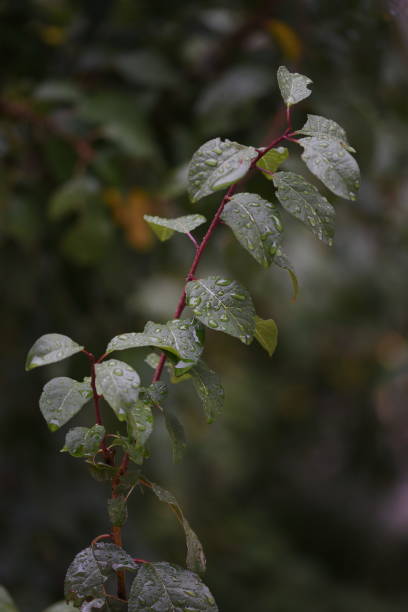 istock green leaves with water drops after rain 1249007134