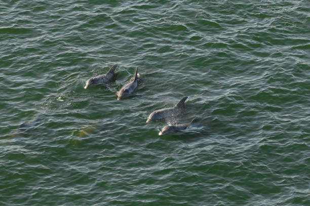 istock dolphins in the ocean getting air 1249007170