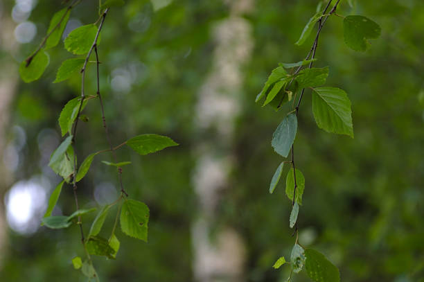 istock birch branches are swaying in the summer breeze 1249007214