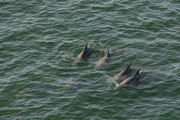 istock dolphins in the ocean getting air 1249007225