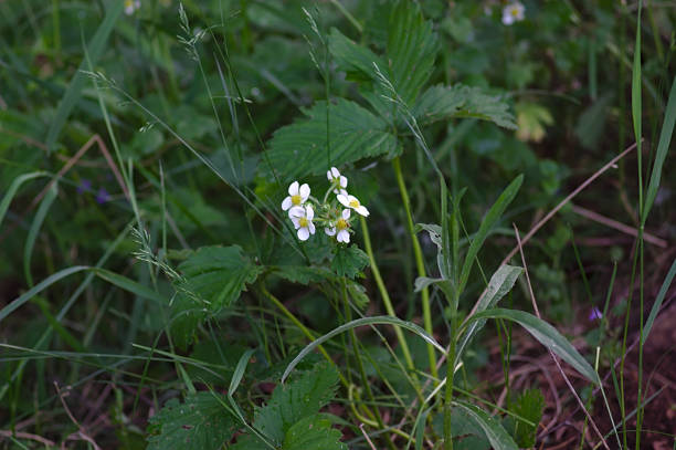 istock strawberry flowers on the forest lawn 1249007435