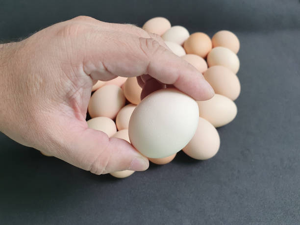 istock healthy food with high protein content 1249008439