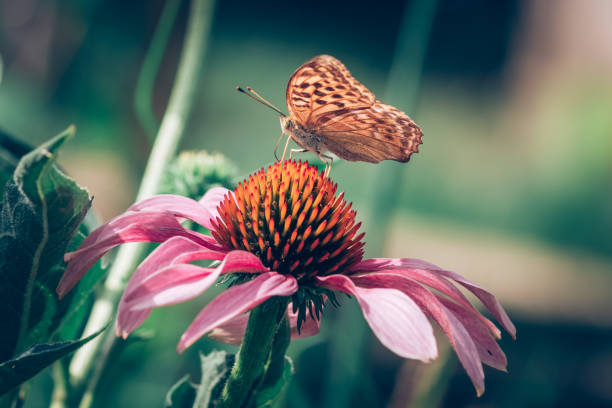 Butterfly Argynnis aglaja sitting on the flower Telekia speciosa also known as Yellow Oxeye or yellow oxeye.