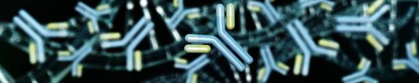 istock antibodies, immunoglobulins, the immune system 1249012011