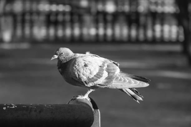 istock Pigeon Resting on a park 1249012060