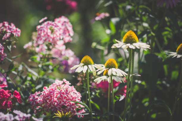 white, and red and green colors of flowers in golden hour time