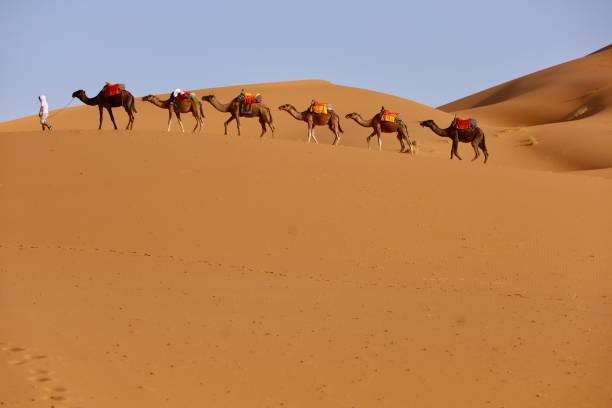 istock Camels and Desert Dunes 1249012906
