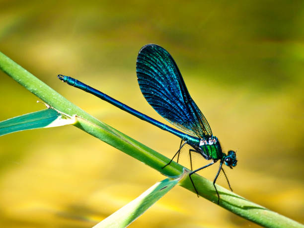 istock blue dragonfly resting on a branch with its wings closed vertically 1249013050