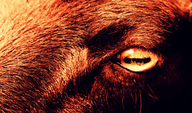 istock Eye of the Beast 1249013291