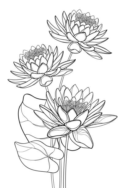 Vector bouquet of outline ornate Lotos or water lily flower and leaf in black isolated on white background. Vector bouquet of outline ornate Lotos or water lily flower and leaf in black isolated on white background. Floral composition with contour Lotus bunch for summer decor or coloring book. lotus flower drawing stock illustrations