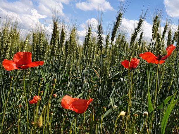 istock poppy field with blue sky 1249016215