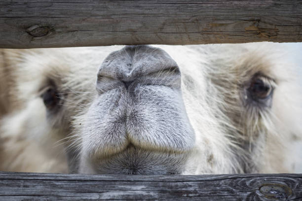 Humpbacked camel in the zoo. Muzzle of a camel close-up. The inhabitants of the zoo. The ship of the desert. High hardy animal. Wildlife Protection. Imprisonment of animals in captivity. Transport in Egypt.