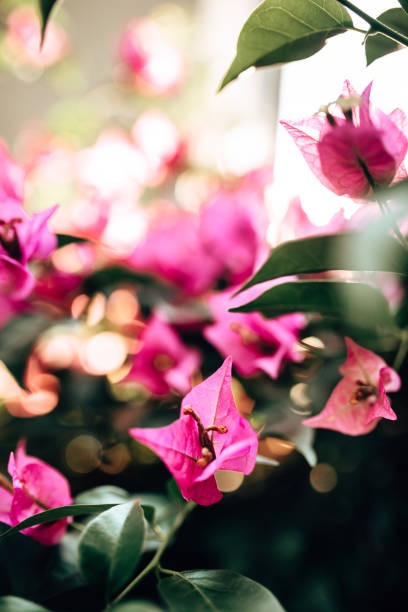 ブーガンビルの花を閉じる - nature close up full frame macro ストックフォトと画像