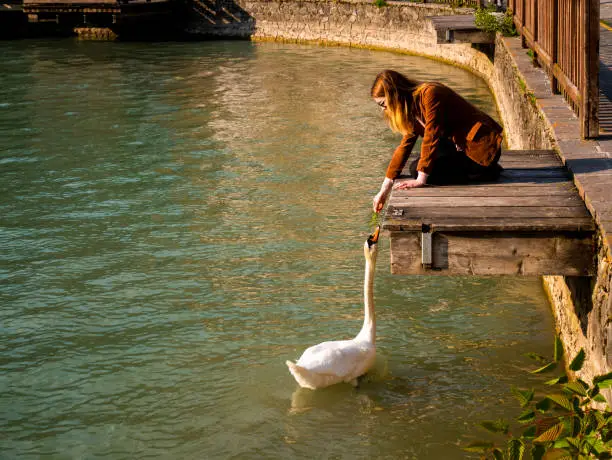 Travel lifestyle concept. Vacation with nature walk. Young woman feeds grass to a swan swimming in the lake. Wild animals in nature. Alleghe, Belluno, Veneto