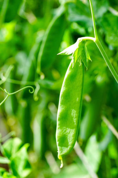 istock selective focus on fresh green pea pods in the vegetable garden 1249018280